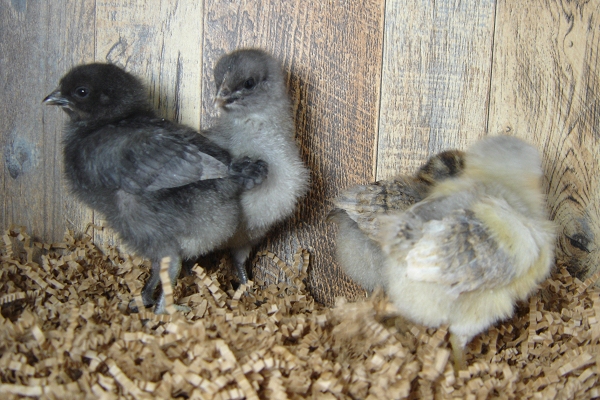 4 Pullet Chicks Week 1 - Steel Blue & Easter Egger